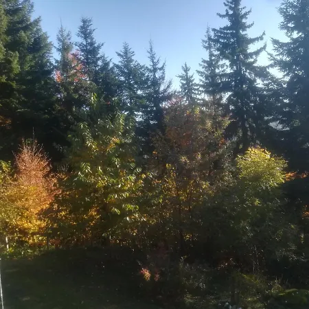 Planina Forest, 1070m Altitude * Ljubno